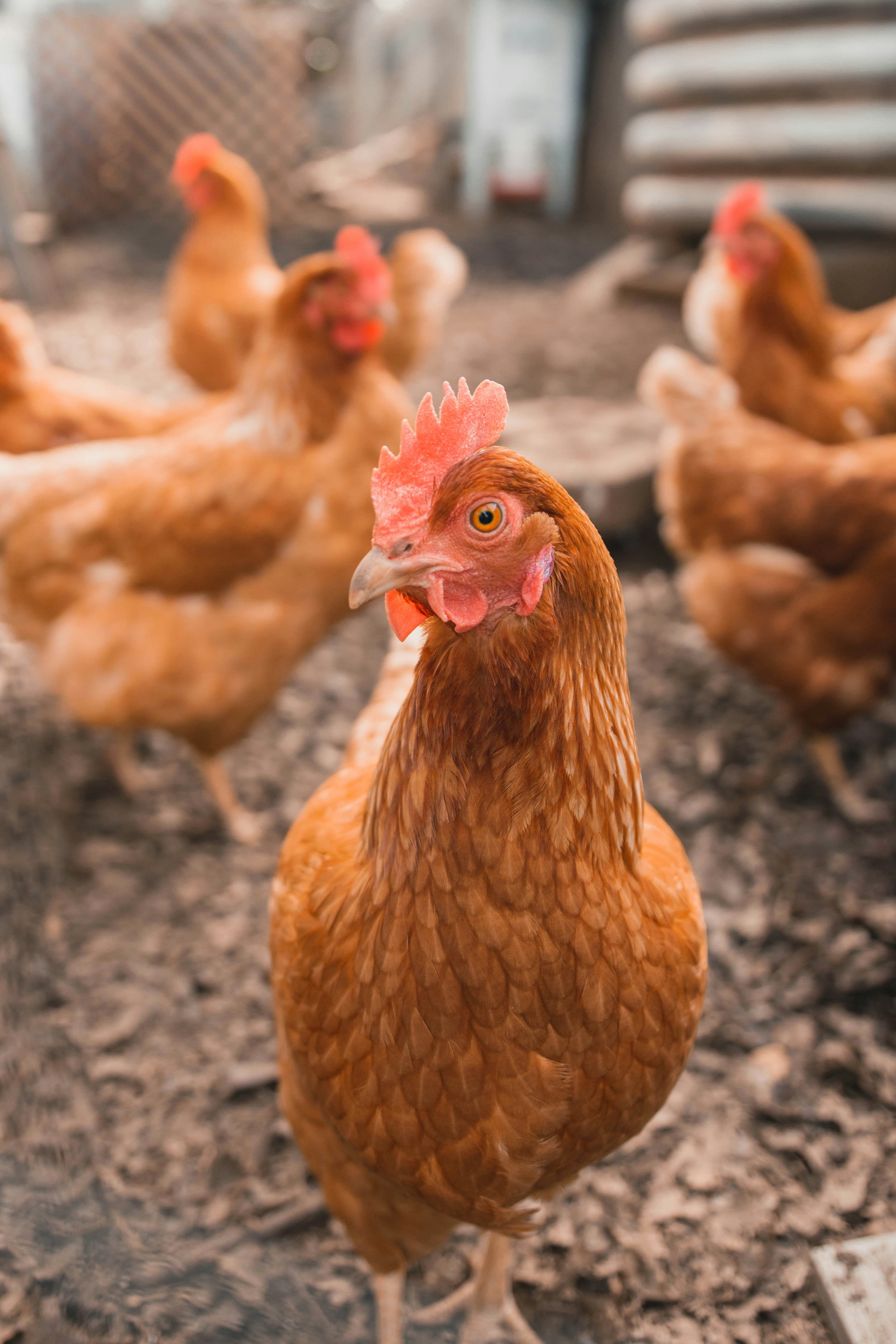 Free-range chickens — Feed Additives