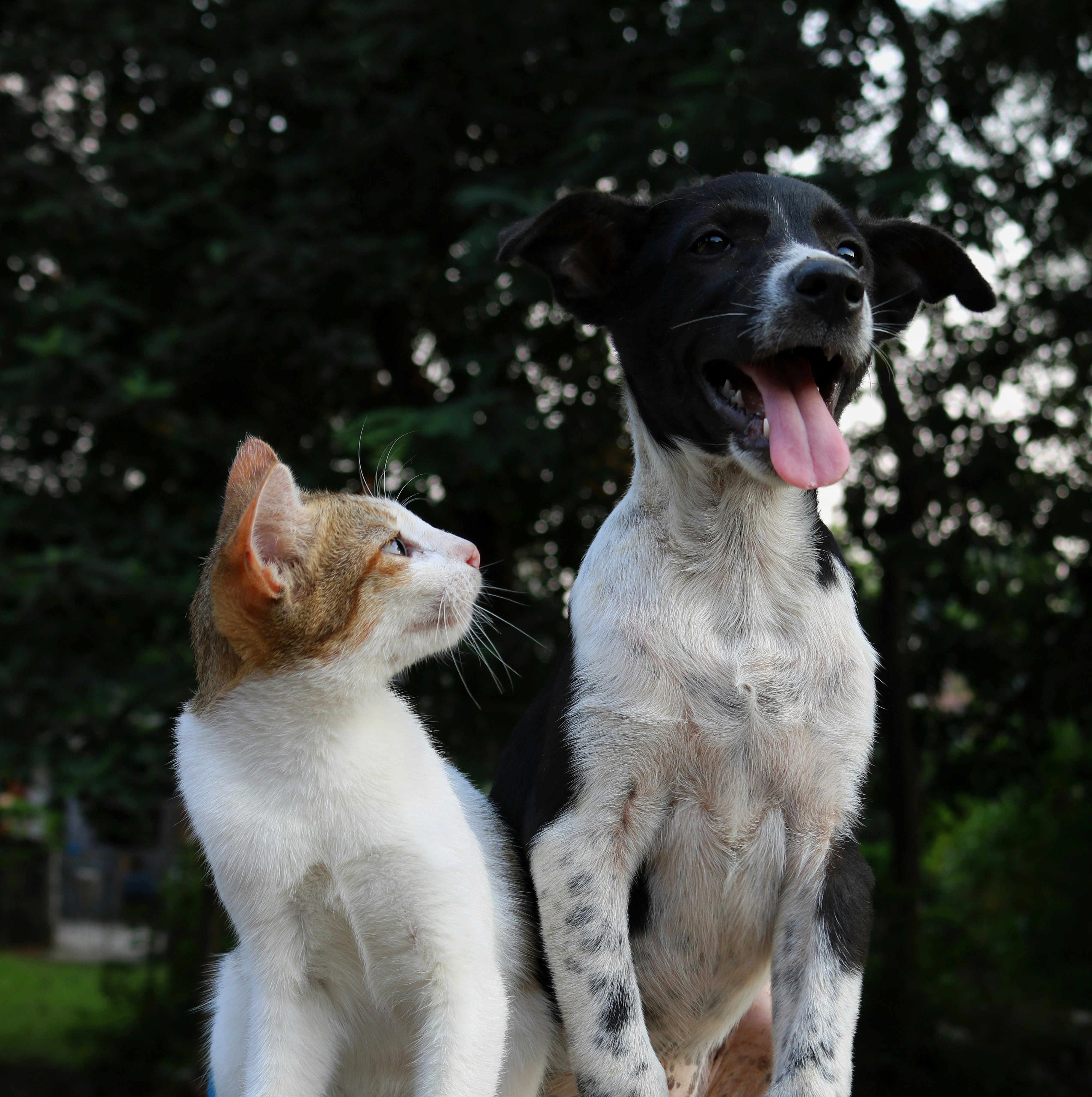 Cat and dog — Pet Supplements