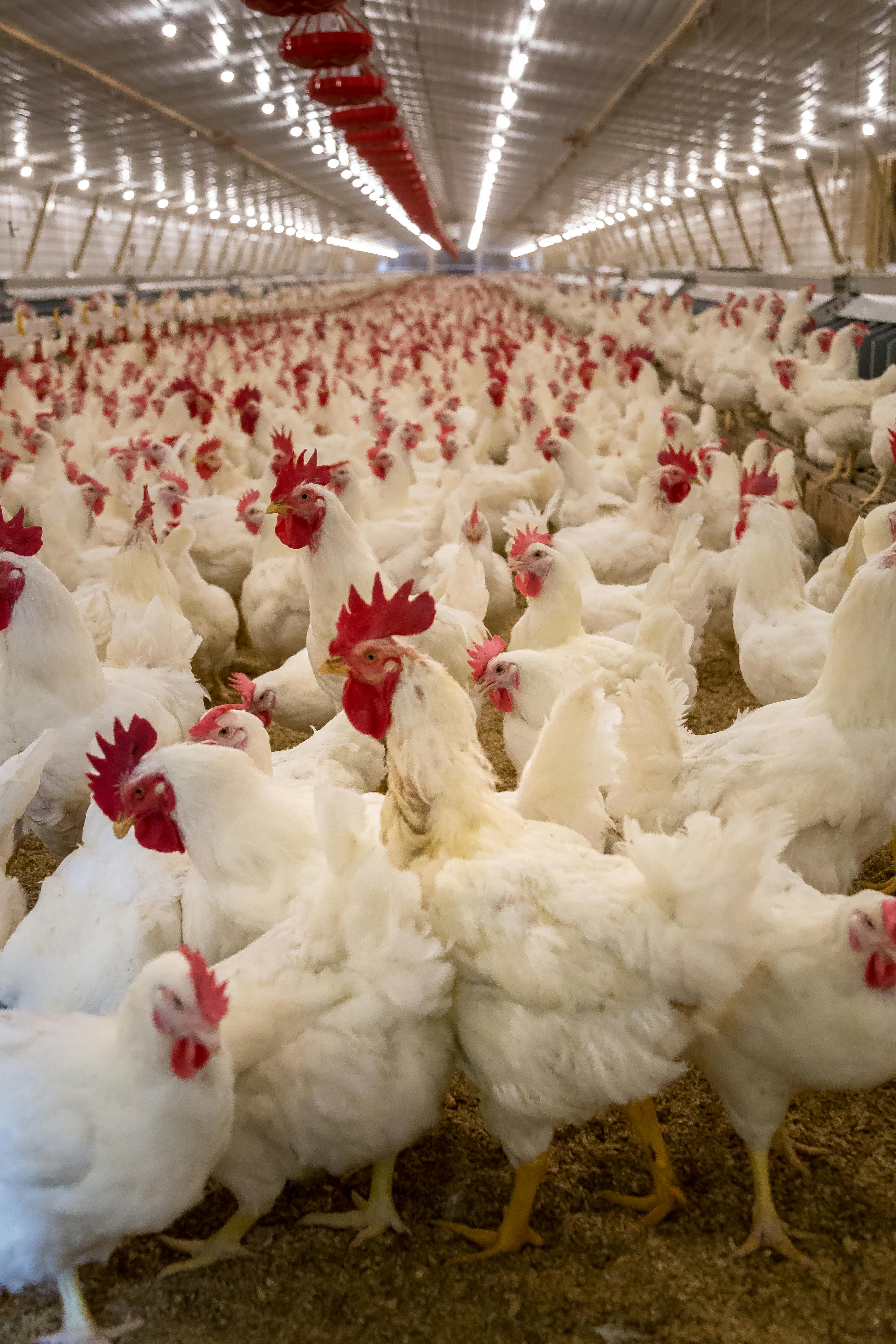 Poultry water additives